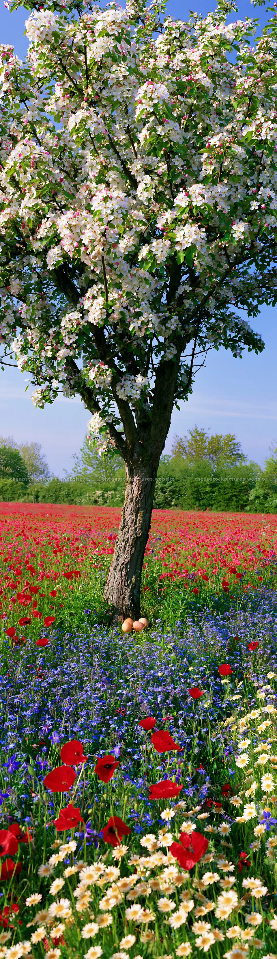 Colorful Easter tree under spring sky in a blooming field – stock pictures 4268x14762