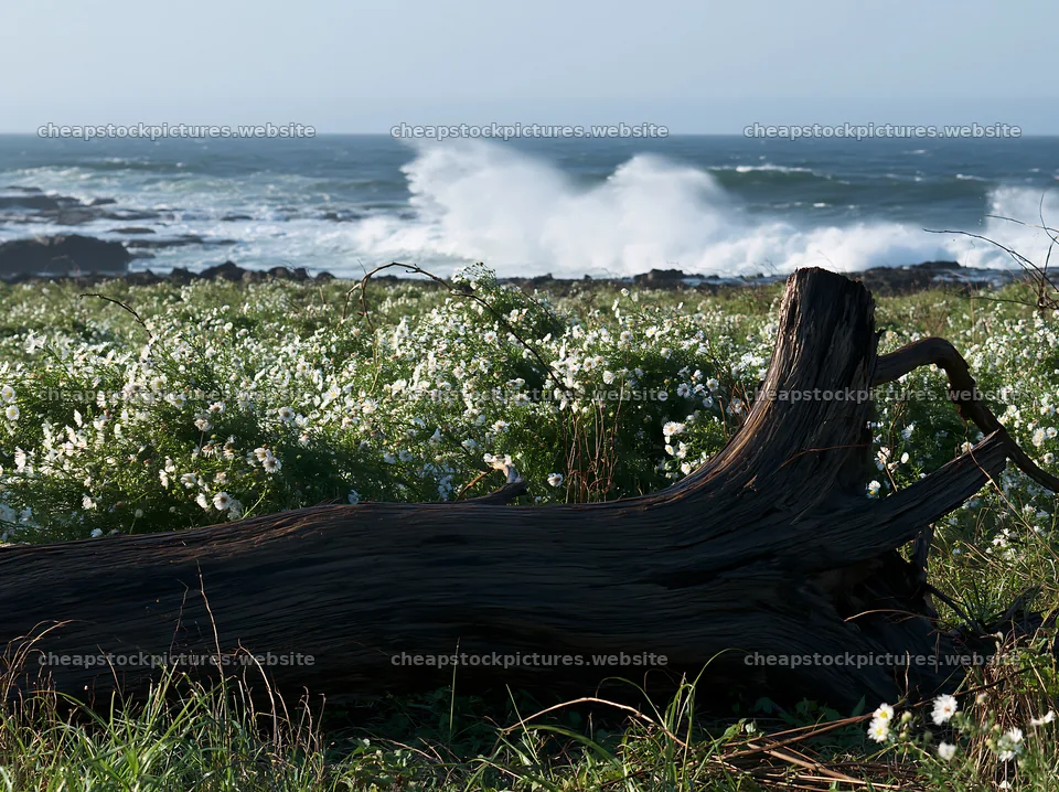 Ishikawa coastal meadow storm washed driftwood near ocean waves – stock pictures 9174x6866