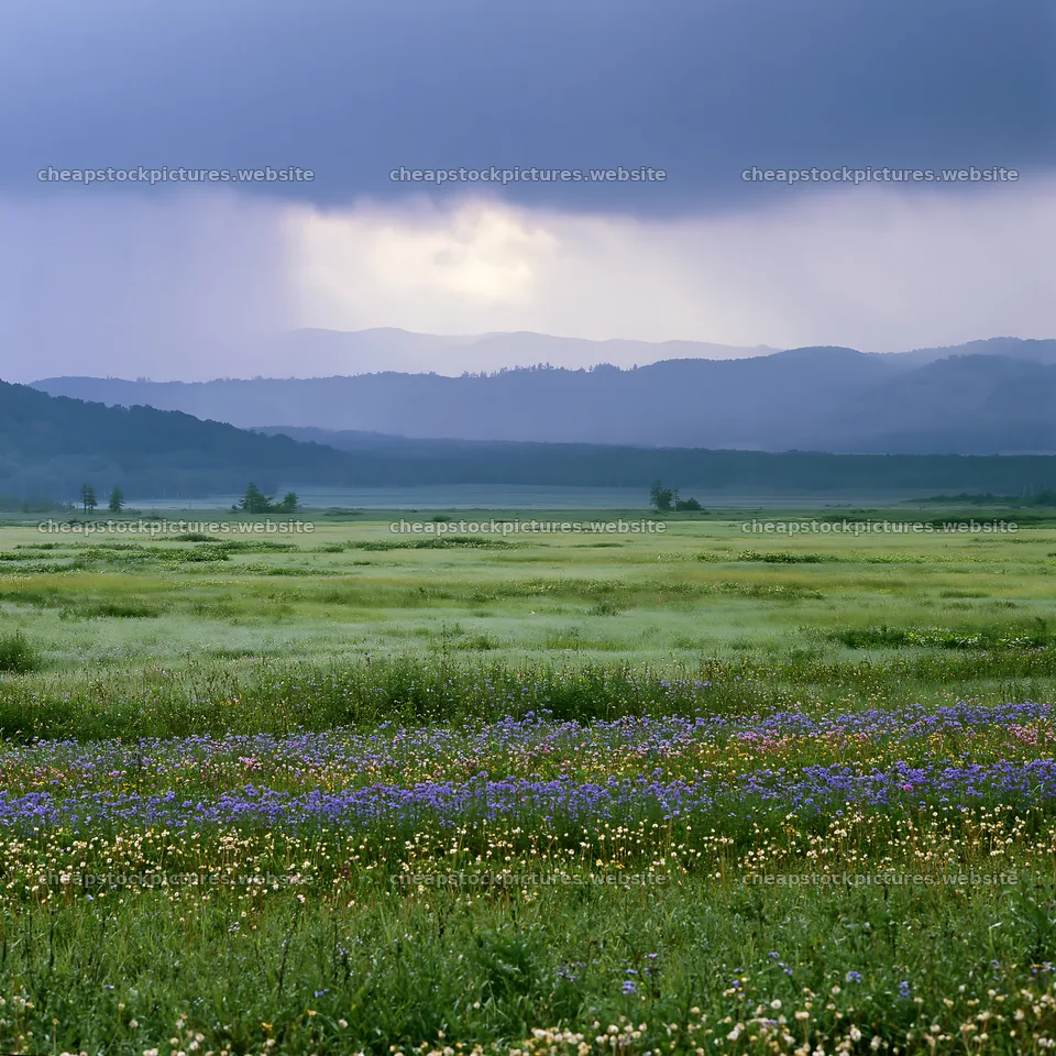 Expansive Hokkaido restoration meadow with dewdrops – stock pictures 7938x7938