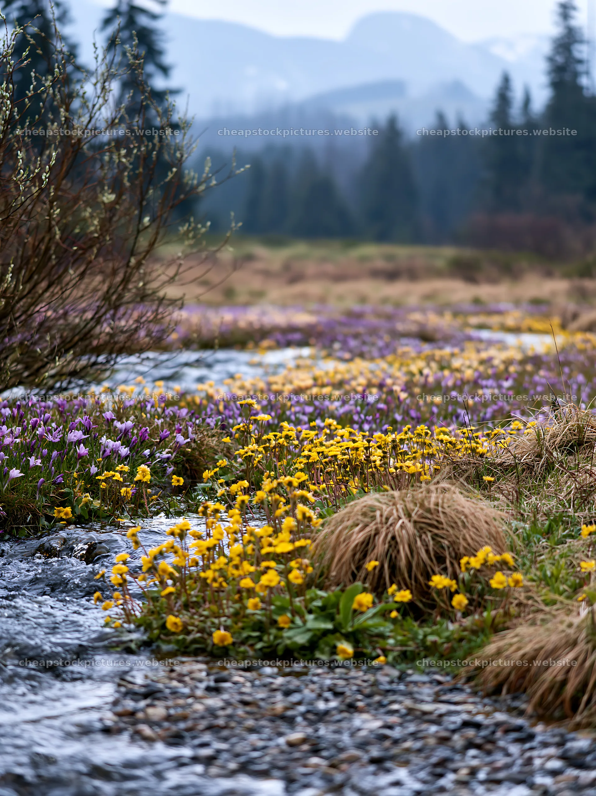 Tatra mountains meadow with spring flowers and snowmelt stream – stock pictures 6866x9174