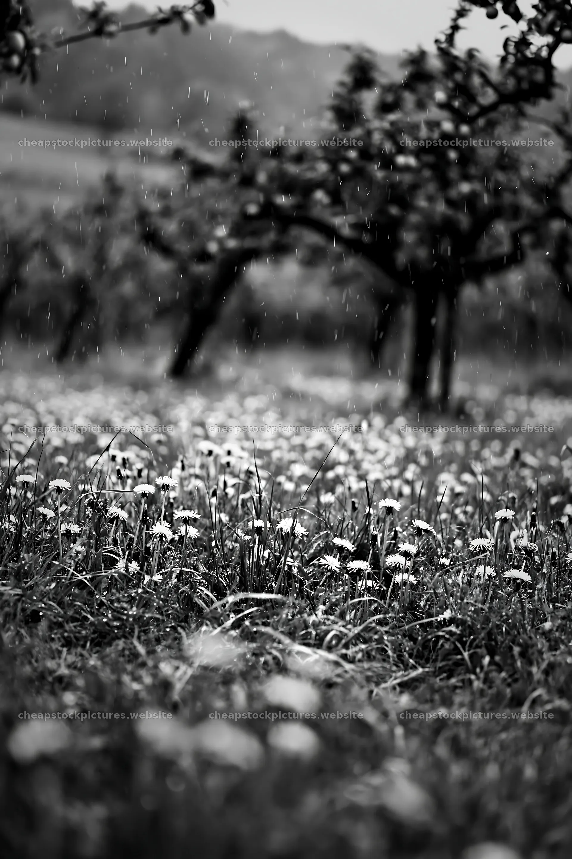 Dandelion meadow with rain in an orchard setting – stock pictures 6480x9722