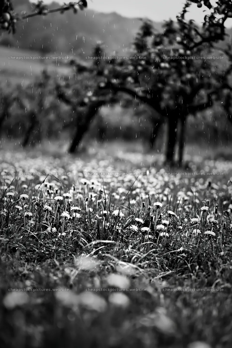 Dandelion meadow with rain in an orchard setting – stock pictures 6480x9722