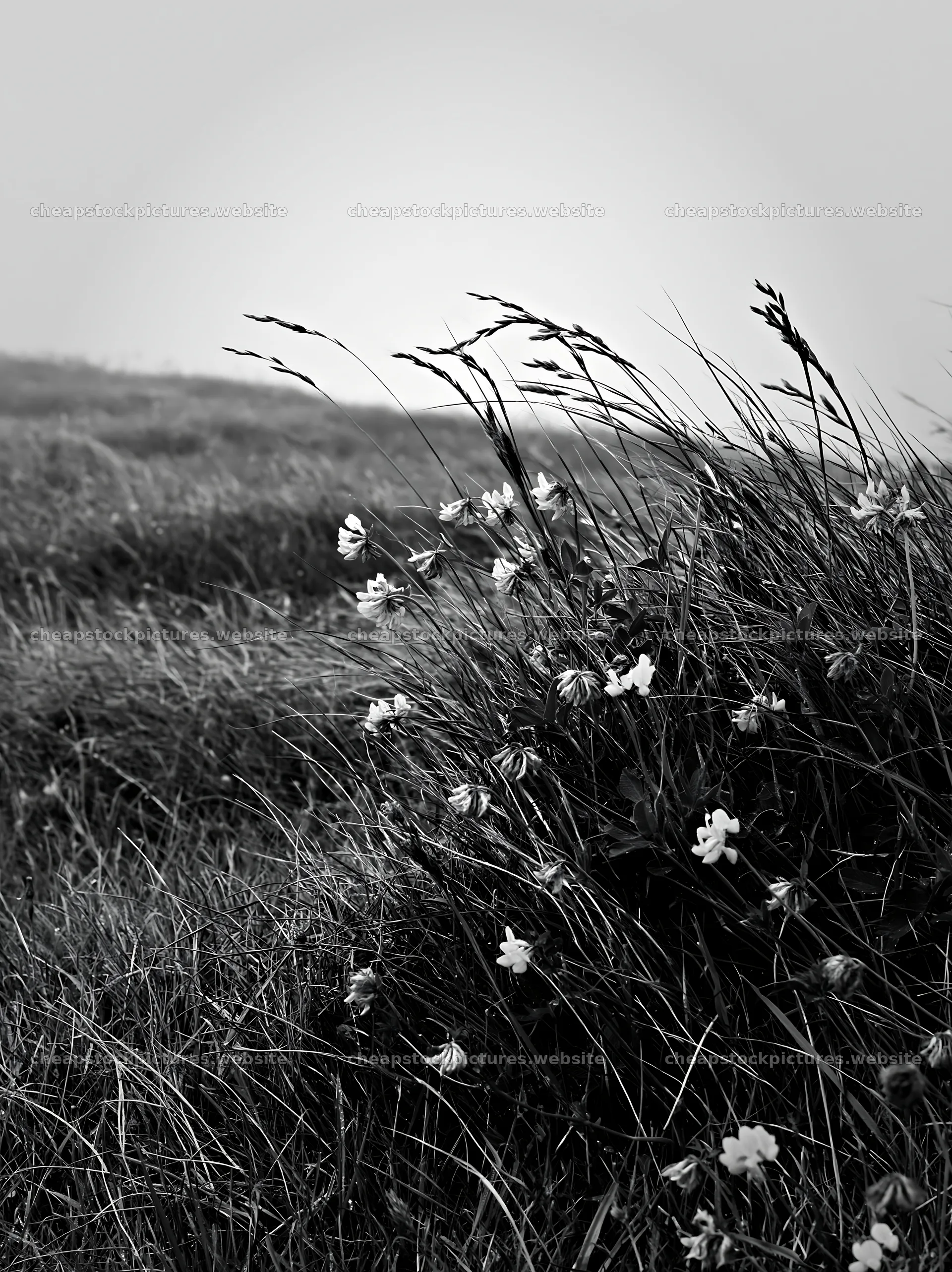Clifftop meadow with wildflowers and grass in monochrome – stock pictures 6866x9174