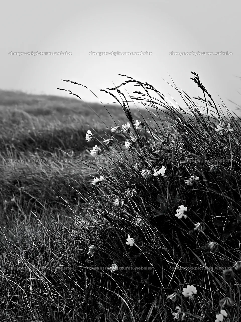 Clifftop meadow with wildflowers and grass in monochrome – stock pictures 6866x9174