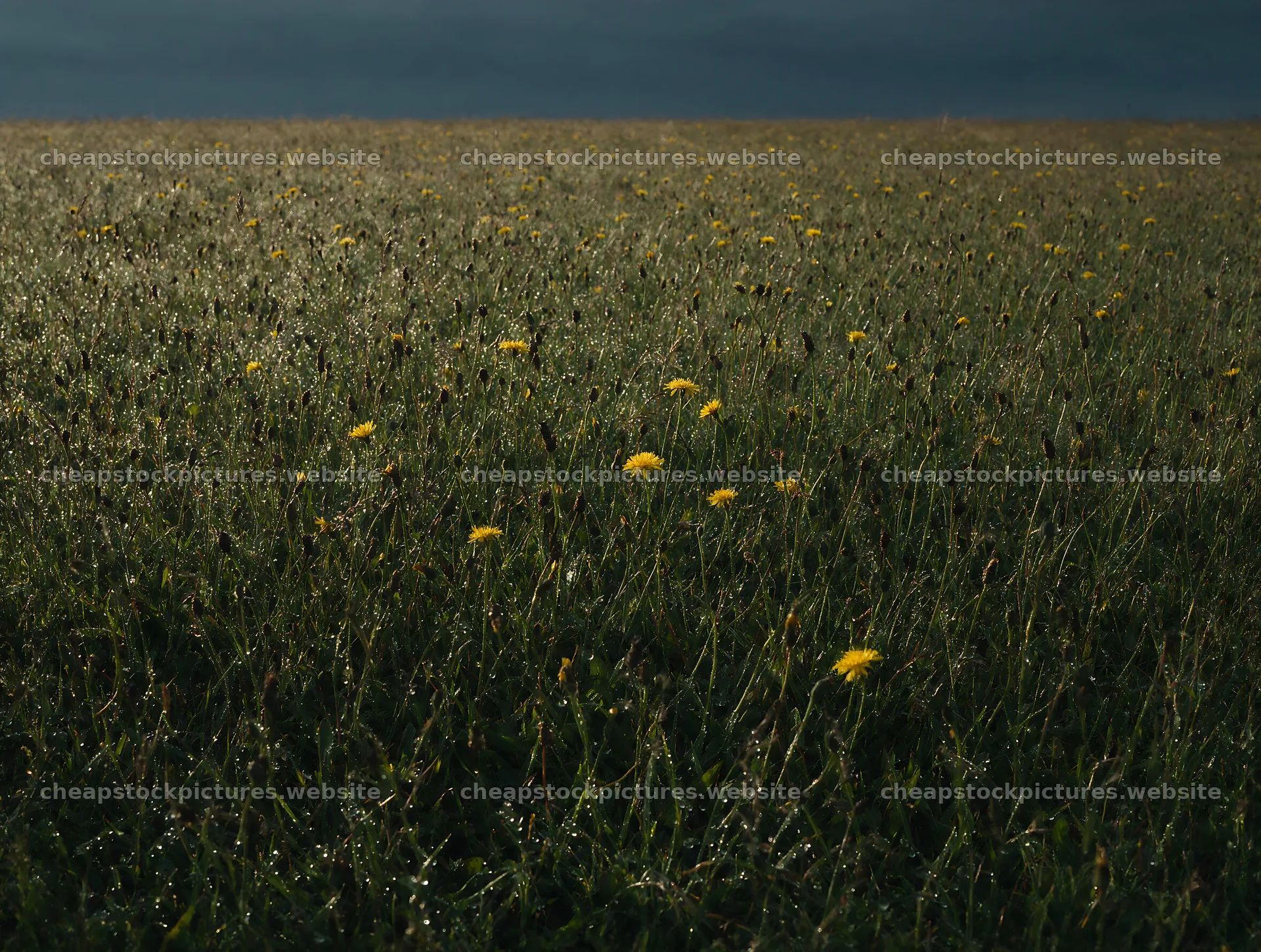 Dewy meadow with yellow flowers under cloudy sky – stock pictures 9134x6898
