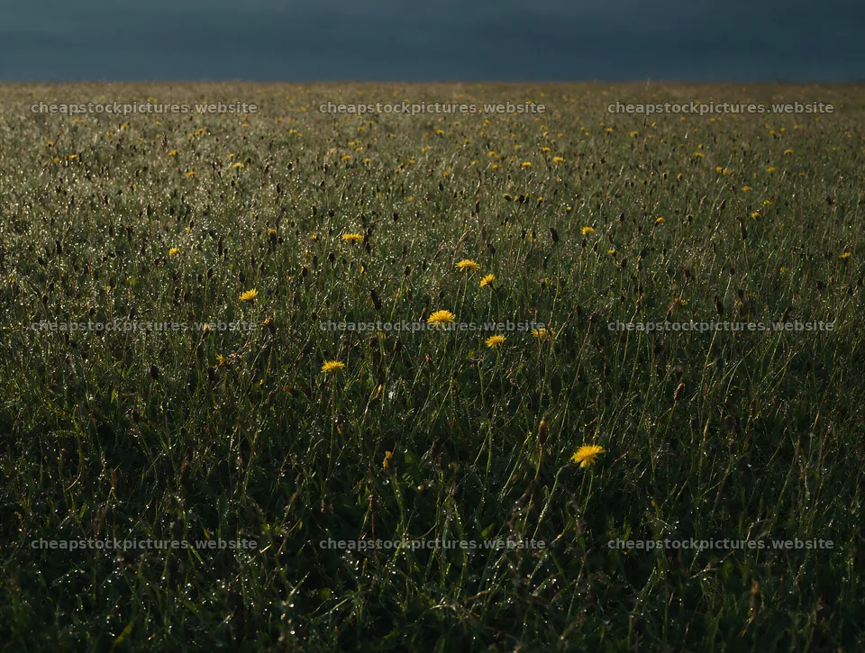 Dewy meadow with yellow flowers under cloudy sky – stock pictures 9134x6898