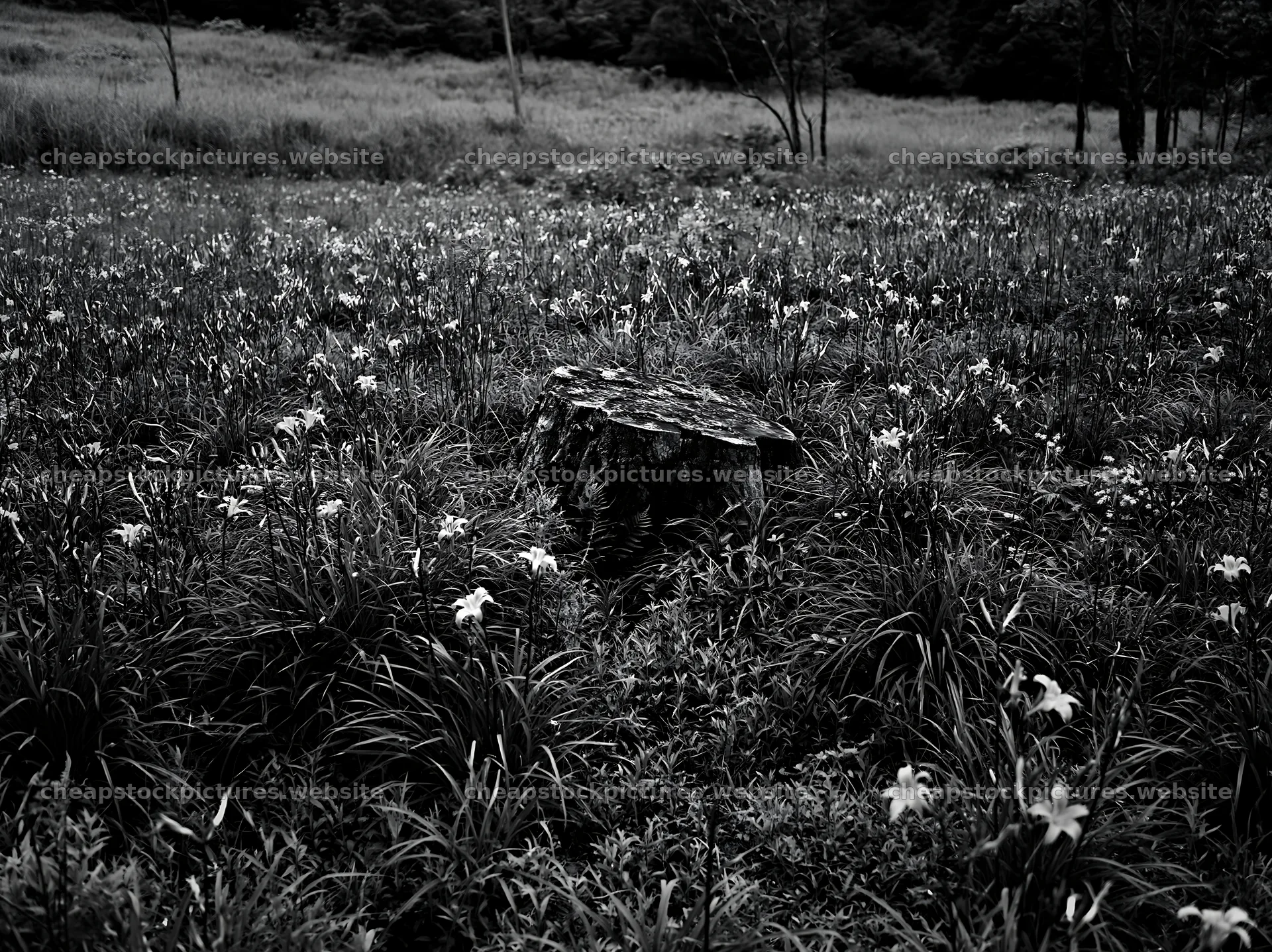 Fukushima meadow with weathered stump and wildflowers – stock pictures 9174x6866