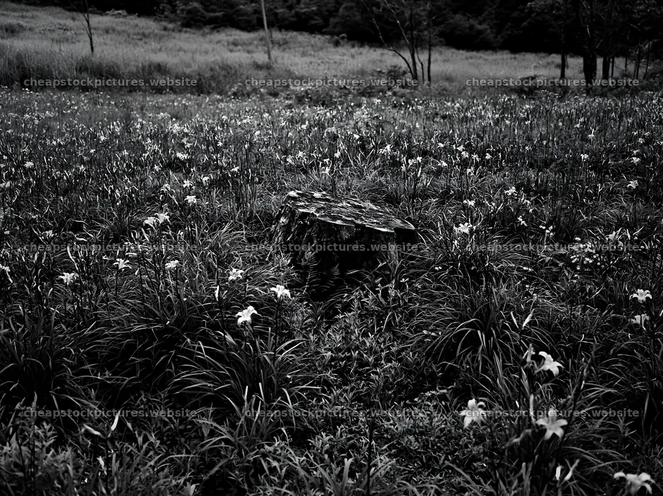 Fukushima meadow with weathered stump and wildflowers – stock pictures 9174x6866