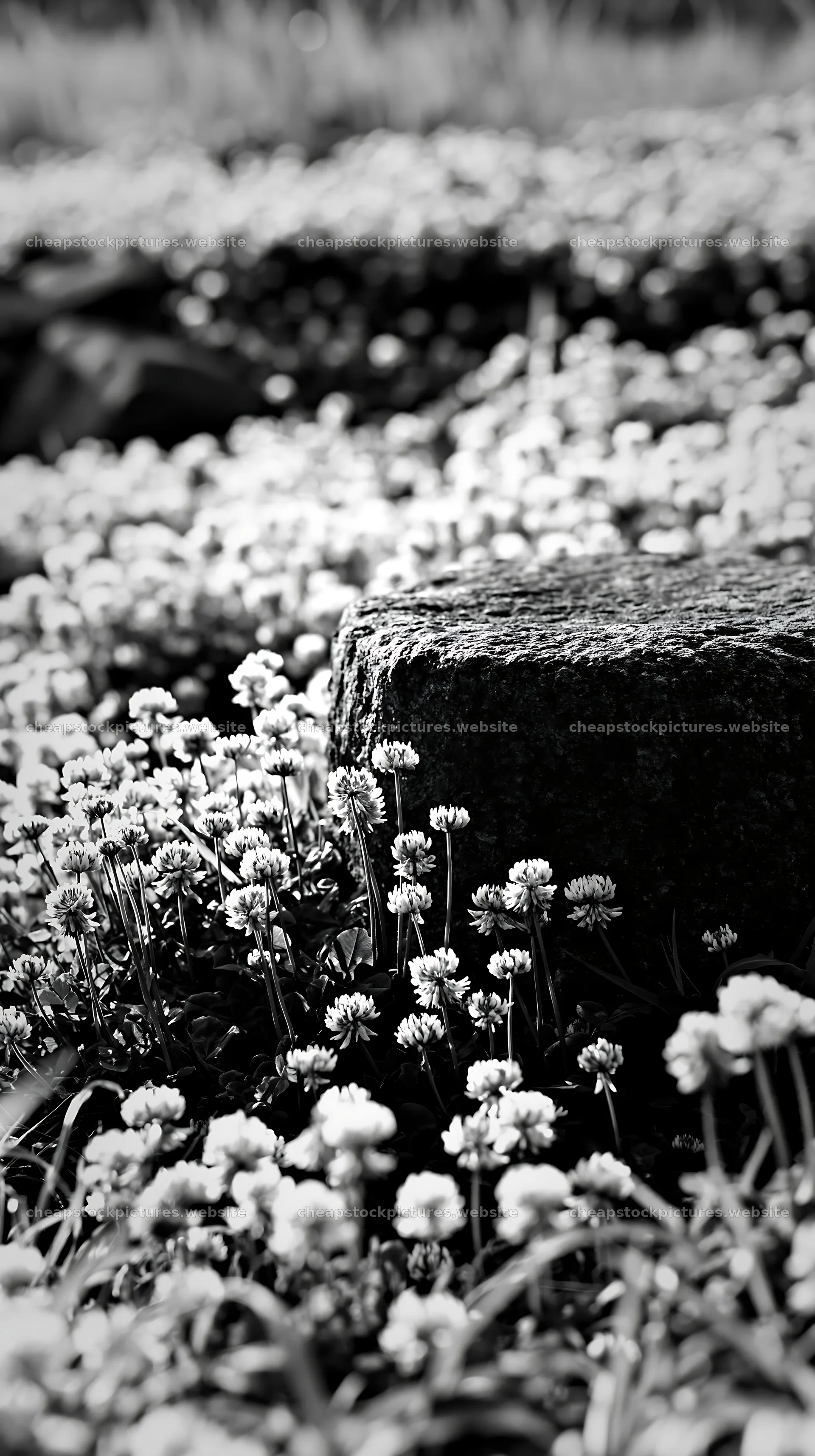 Kyoto spring wildflower meadow with stone in foreground – stock pictures 5938x10608