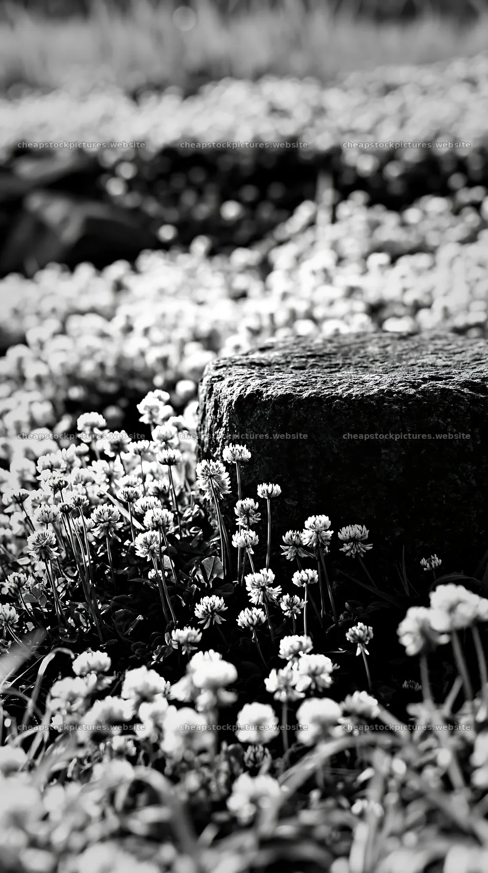 Kyoto spring wildflower meadow with stone in foreground – stock pictures 5938x10608