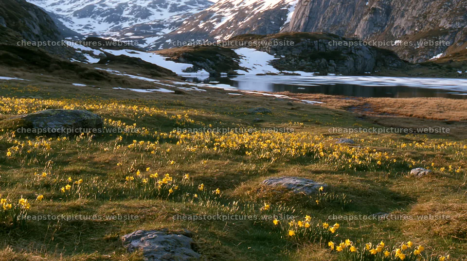 Frozen tarn meadow with wildflowers in a mountainous area – stock pictures 10608x5938