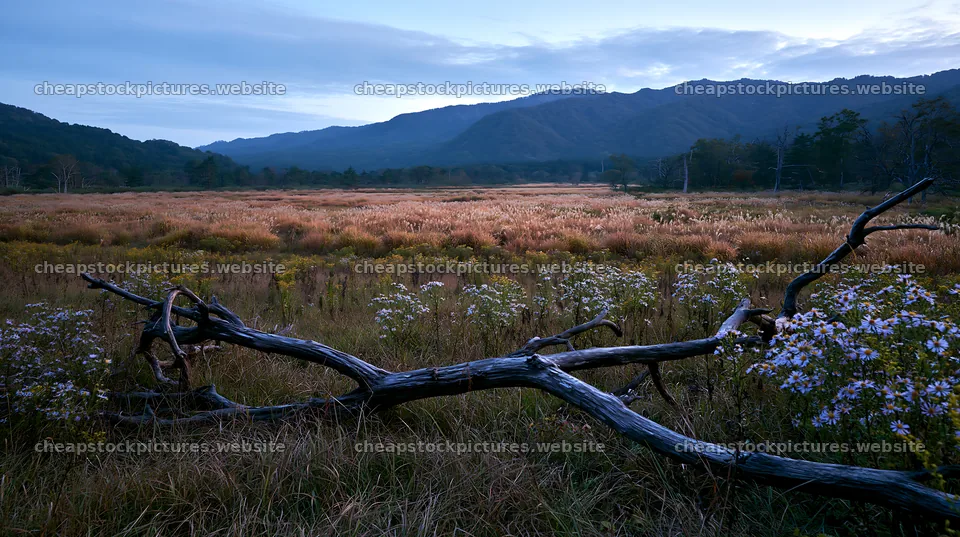 Yamagata rewilded meadow with fallen branch in the foreground – stock pictures 10608x5938
