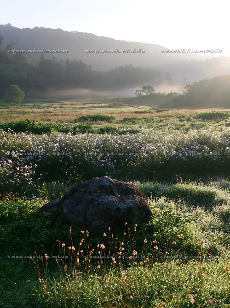 Aomori climate resilient meadow with boulder in morning light – stock pictures 6866x9174