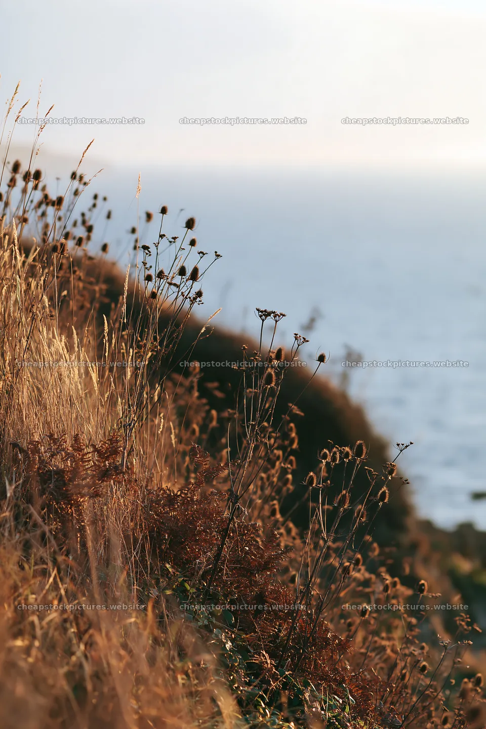 Clifftop meadow with dried plants overlooking the sea – stock pictures 6480x9722