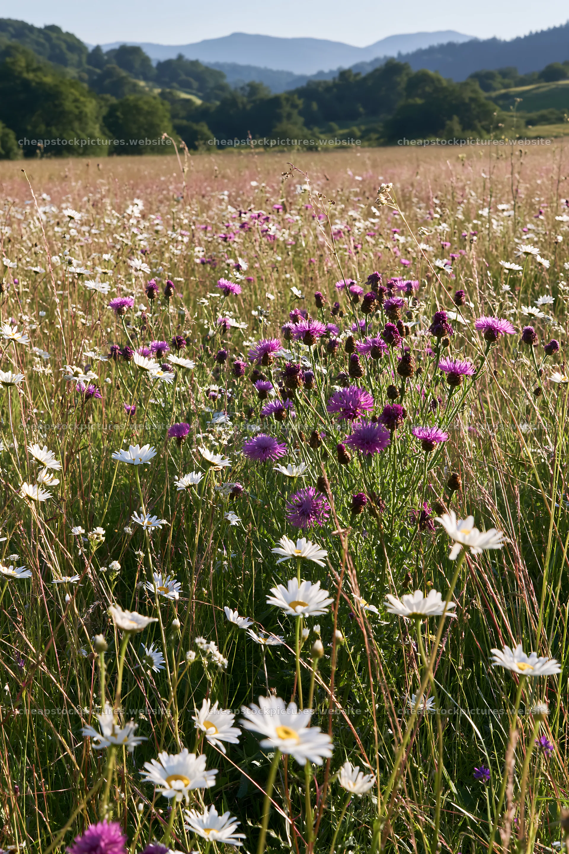 Colorful flowers in a climate-resilient meadow – stock pictures 6480x9722