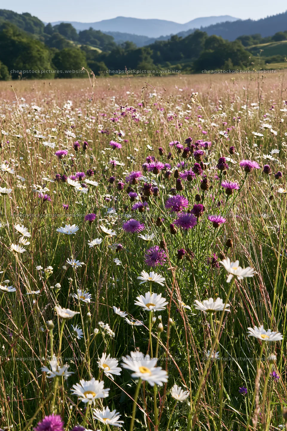 Colorful flowers in a climate-resilient meadow – stock pictures 6480x9722