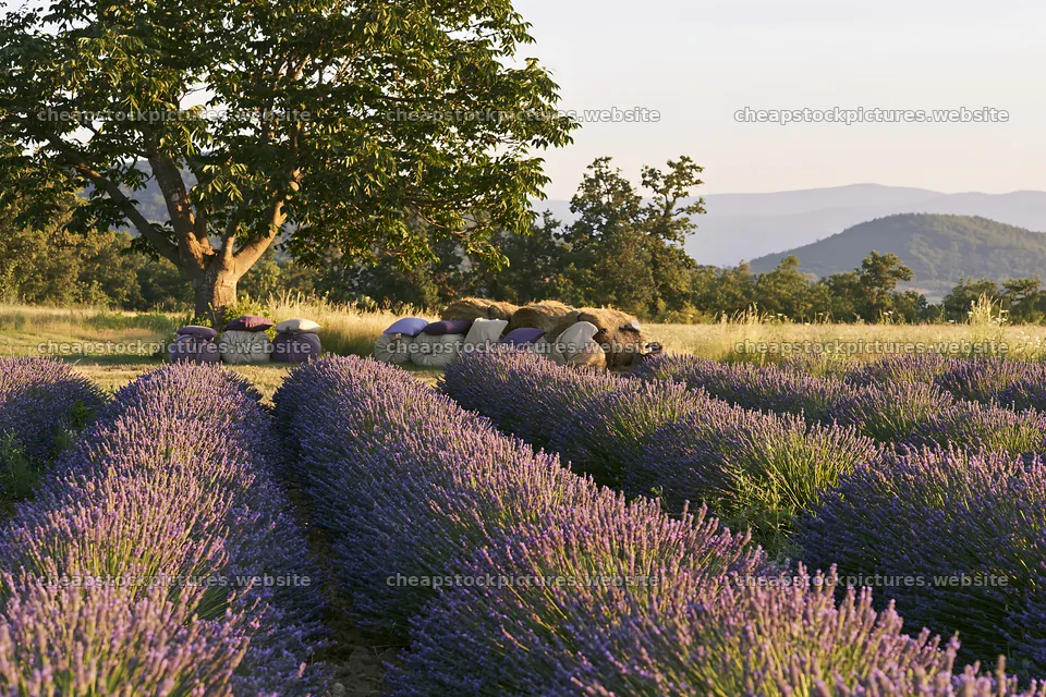 Elegant fabric parcels beside tree in lavender field – stock pictures 9722x6480