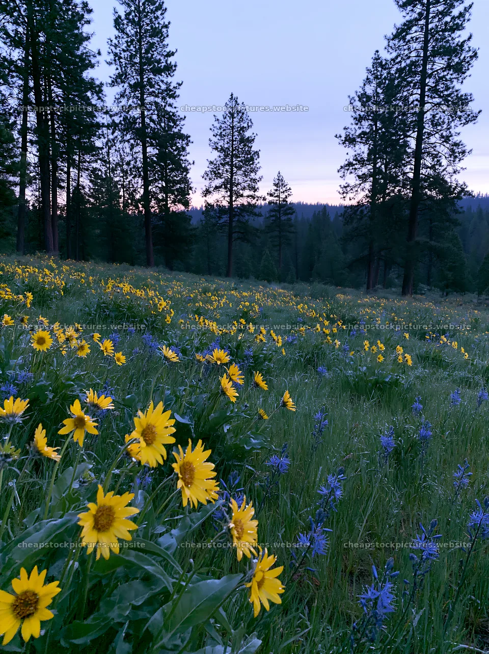 Pine forest meadow with wildflowers during twilight – stock pictures 6866x9174