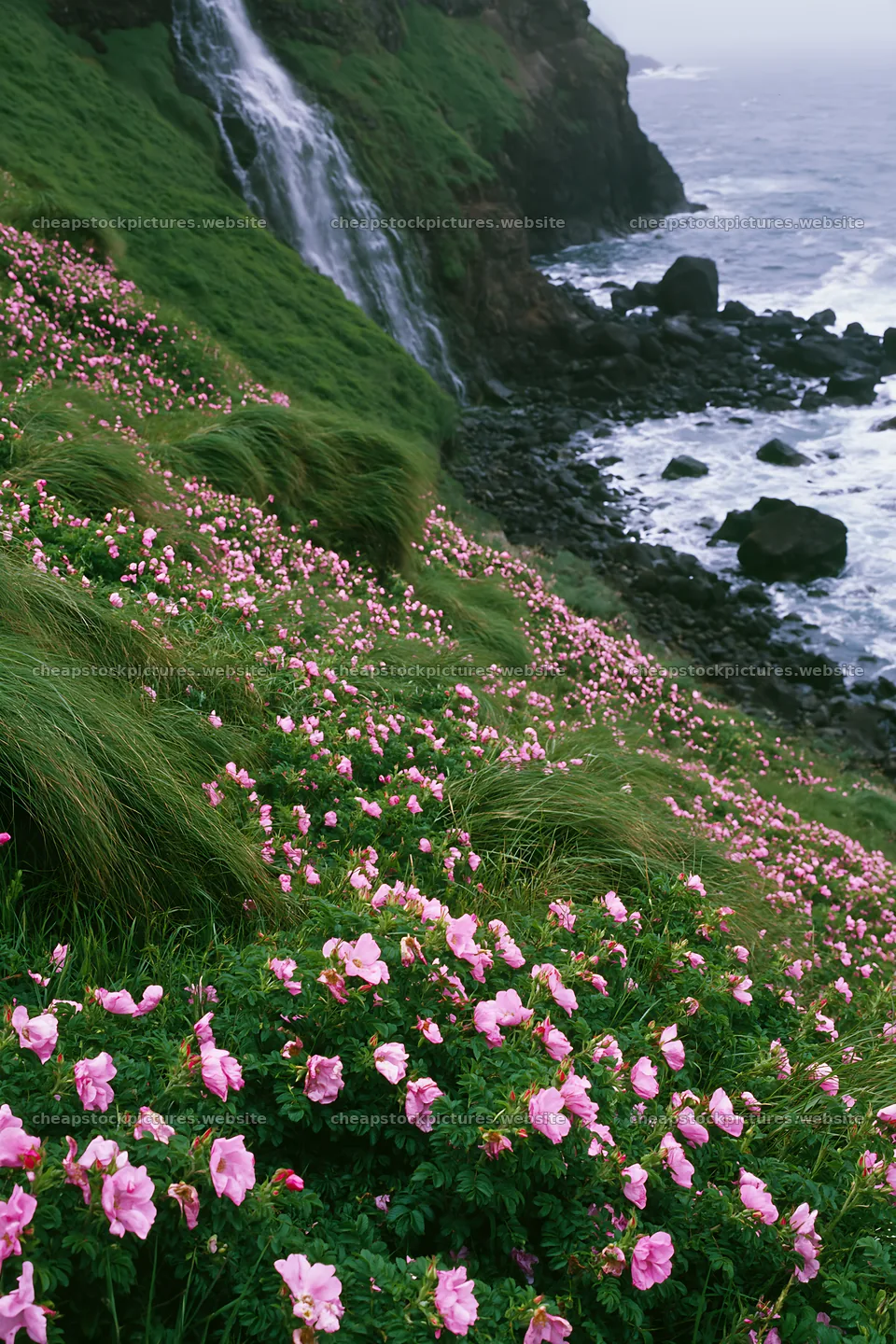 Wild rose meadow below cascading waterfall by rocky shore – stock pictures 6480x9722