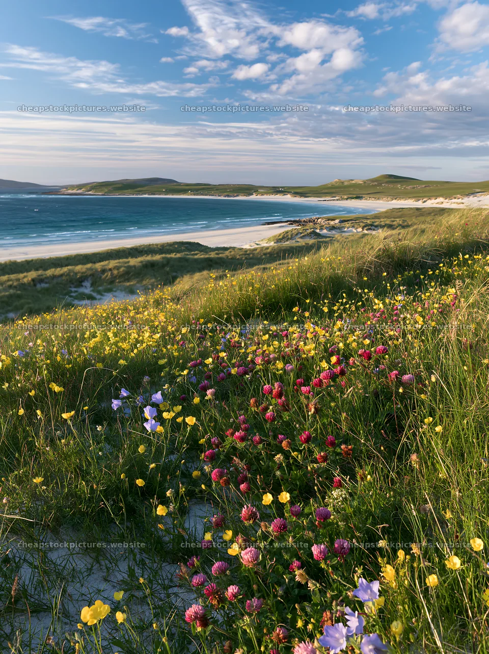 Colorful buttercup meadow by the ocean – stock pictures 6866x9174