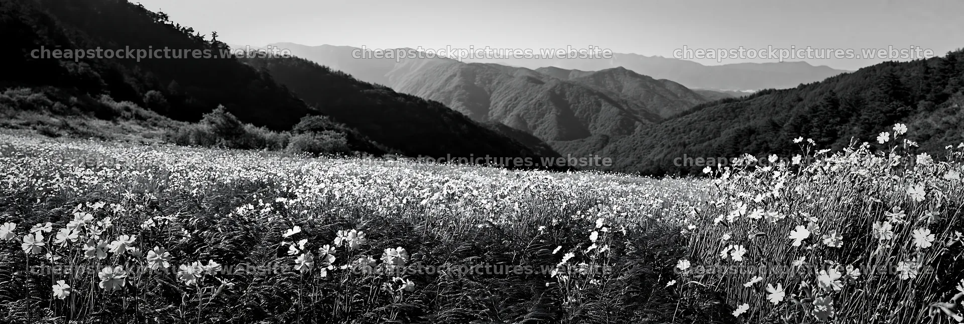 Tokushima mountain meadow with fern fronds and distant hills – stock pictures 13690x4602