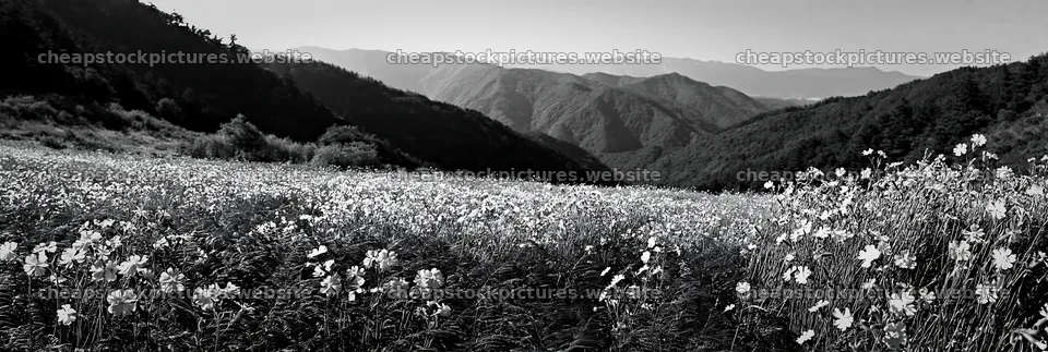 Tokushima mountain meadow with fern fronds and distant hills – stock pictures 13690x4602