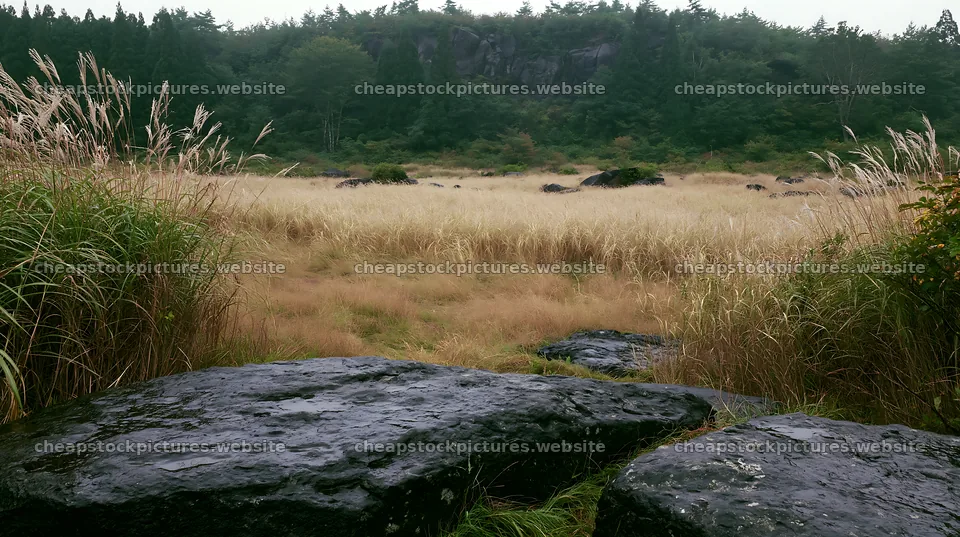 Rewilded Akita silver grass meadow stones – stock pictures 10608x5938