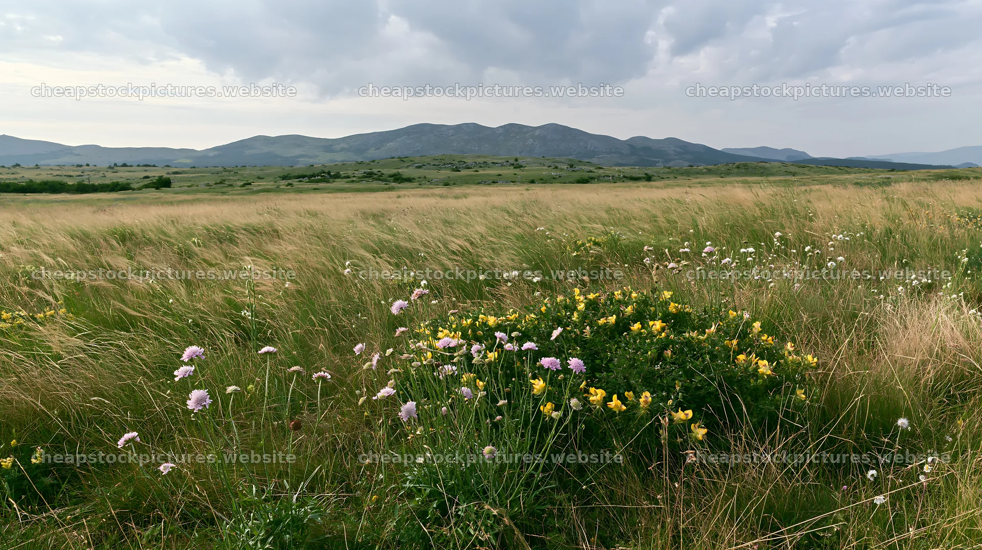 Limestone meadow with wildflowers under cloudy sky – stock pictures 10608x5938