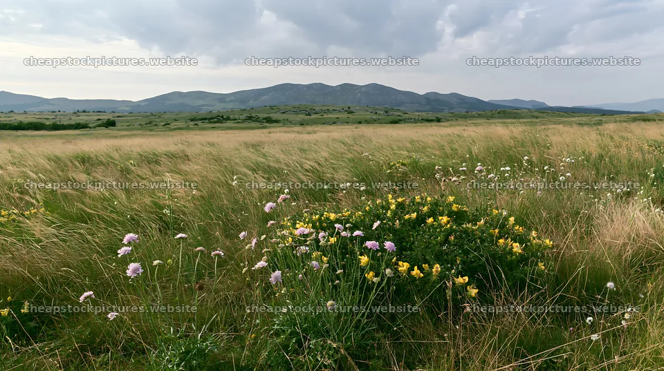 Limestone meadow with wildflowers under cloudy sky – stock pictures 10608x5938
