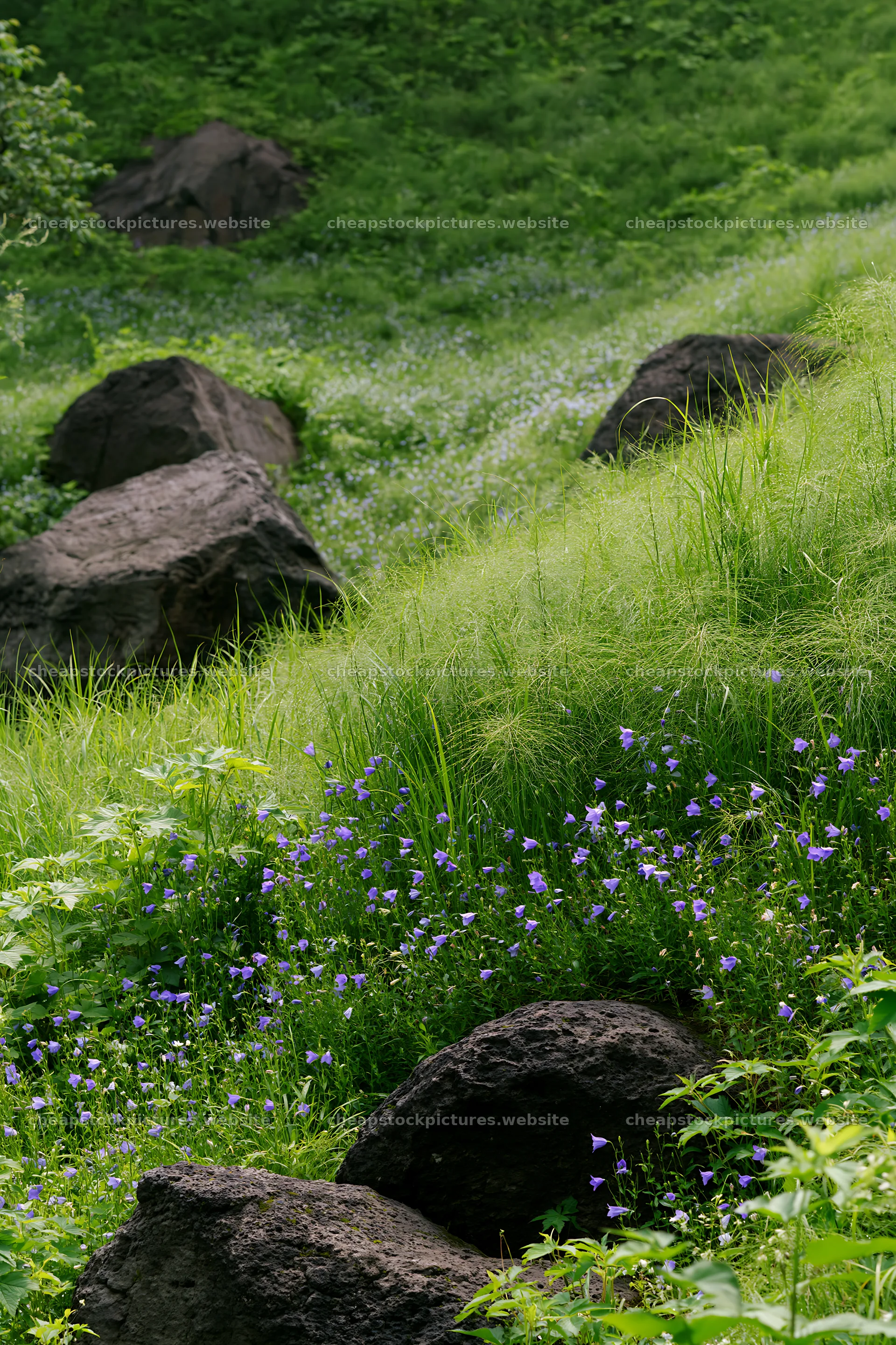 Yamanashi meadow with basalt stones and wildflowers – stock pictures 6480x9722