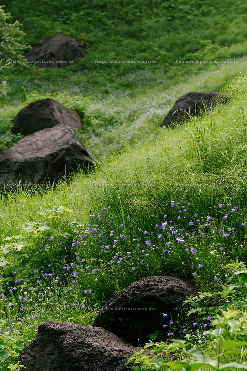 Yamanashi meadow with basalt stones and wildflowers – stock pictures 6480x9722