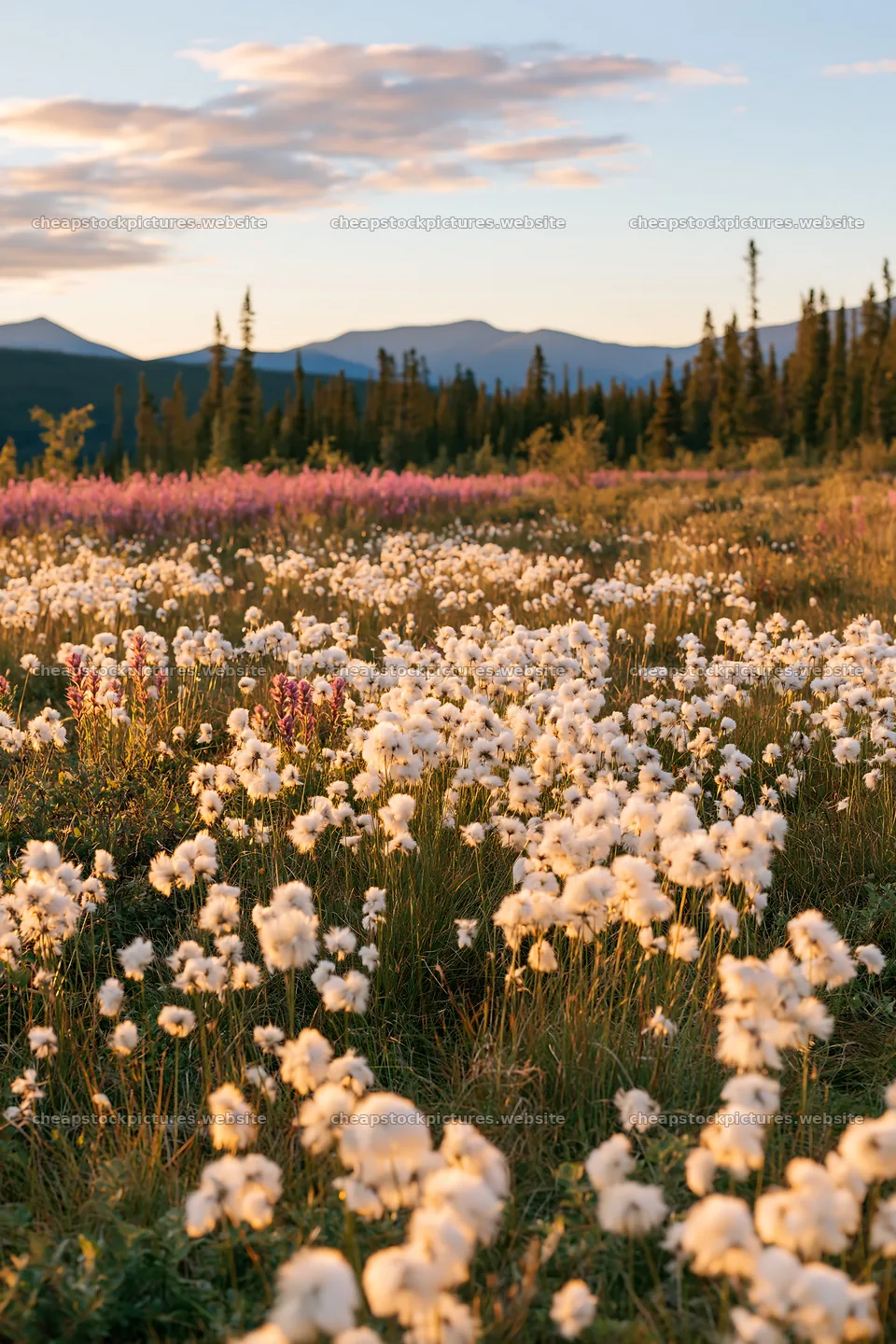 Cottongrass meadow glow at sunset with distant mountains – stock pictures 6480x9722