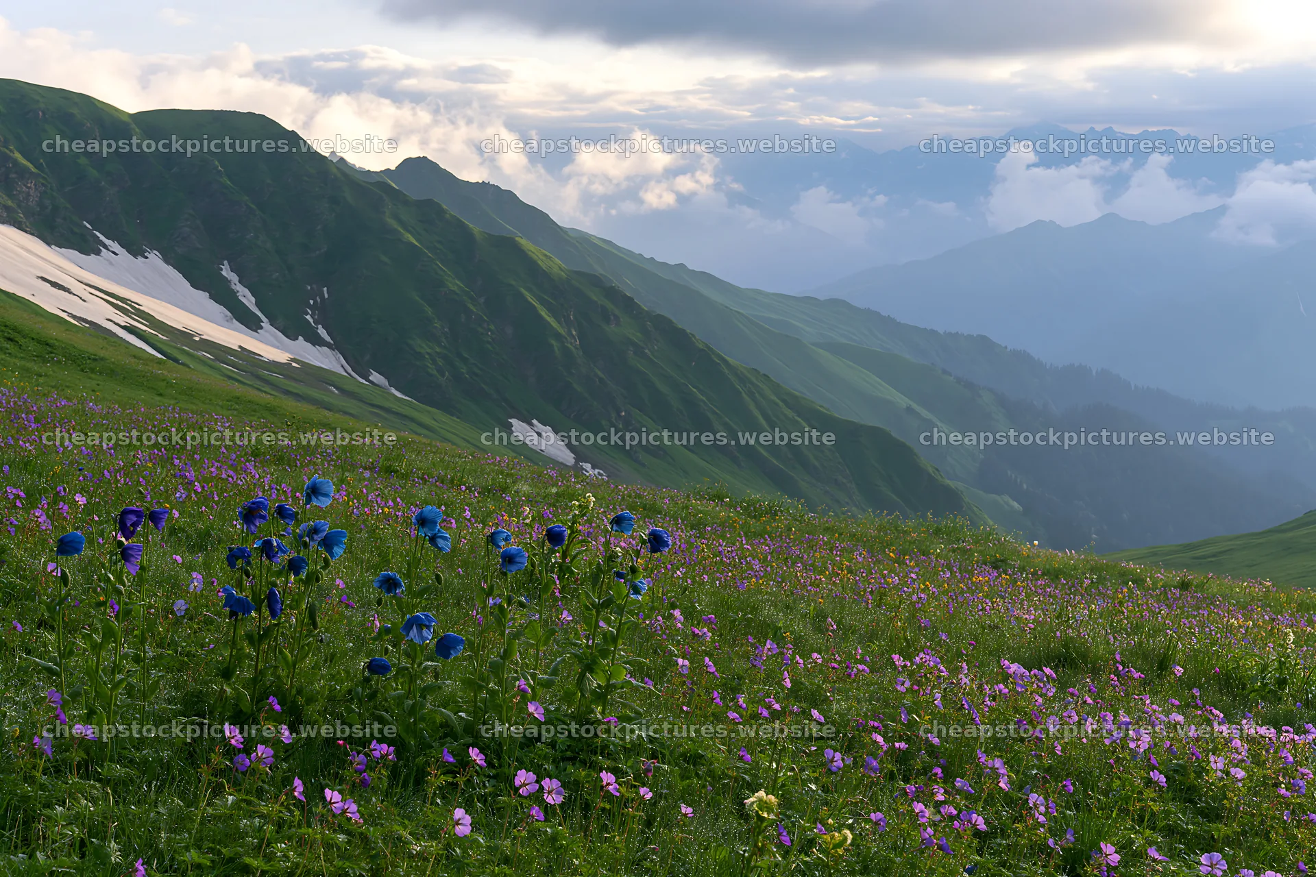 Snowline meadow with flowers and mountain landscape – stock pictures 9722x6480