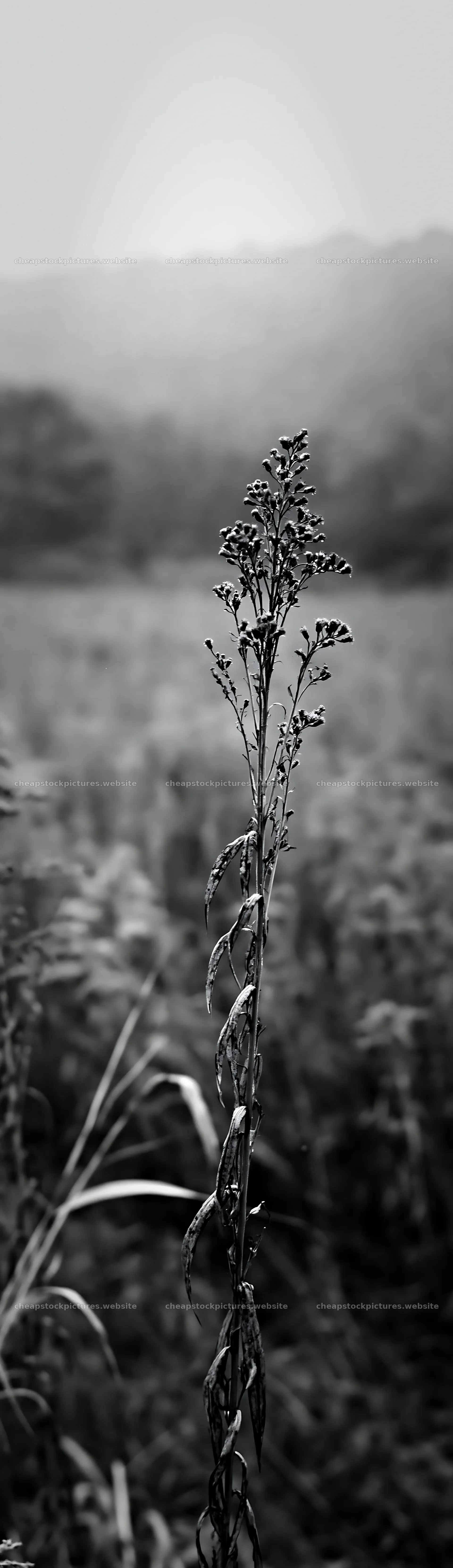 Iwate rain refreshed meadow seedhead foreground standing tall – stock pictures 4268x14762