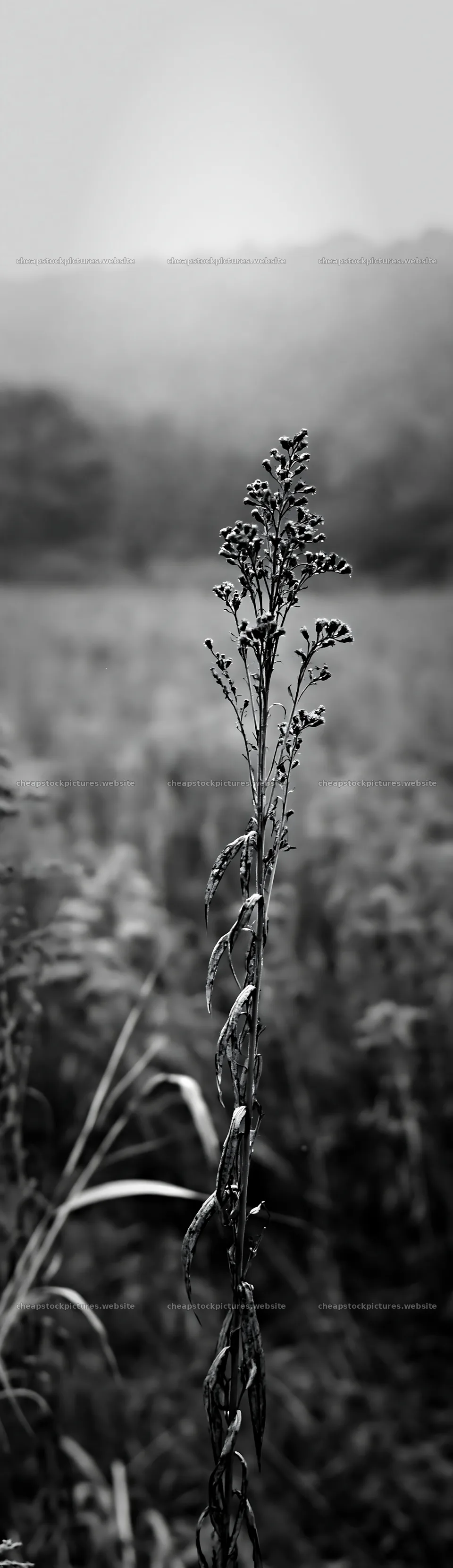 Iwate rain refreshed meadow seedhead foreground standing tall – stock pictures 4268x14762