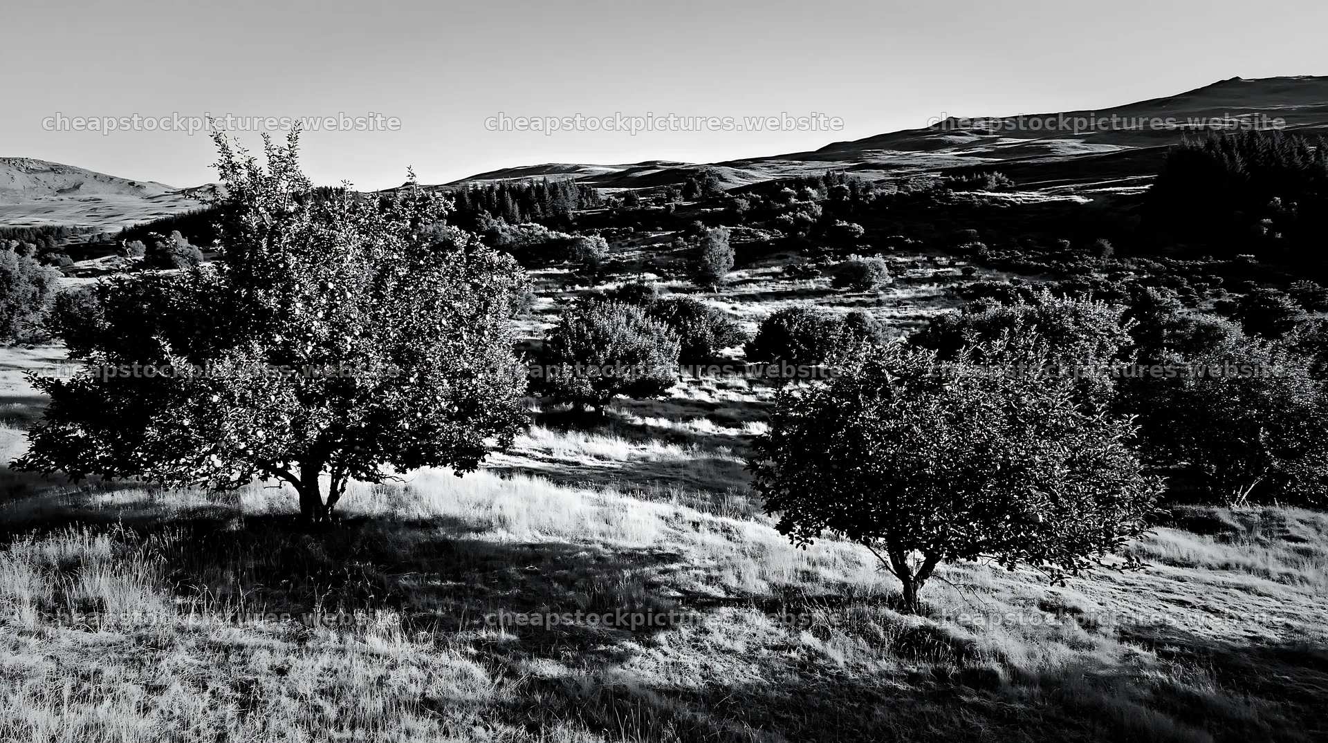 Highland apple meadow with trees and rolling hills – stock pictures 10608x5938
