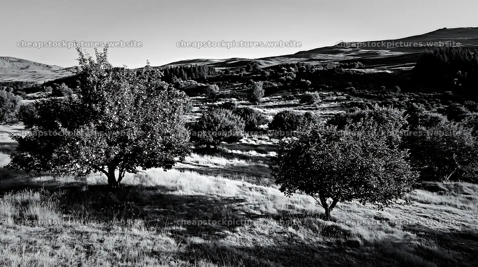 Highland apple meadow with trees and rolling hills – stock pictures 10608x5938