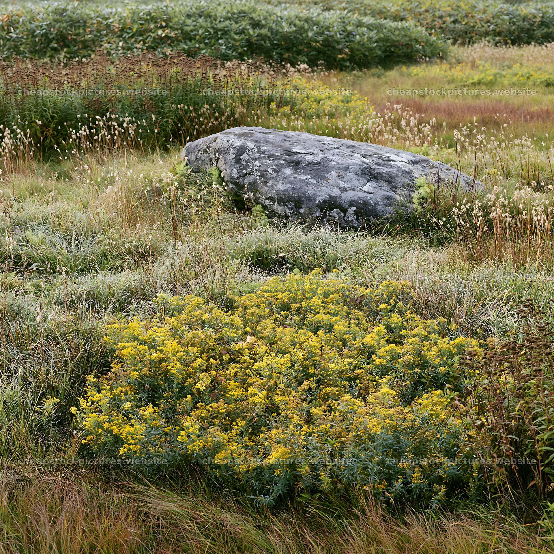 Aomori climate resilient meadow with boulder – stock pictures 7938x7938