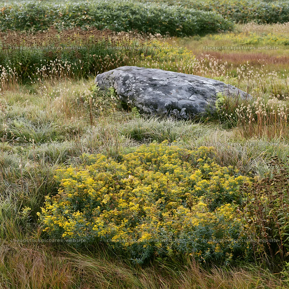 Aomori climate resilient meadow with boulder – stock pictures 7938x7938