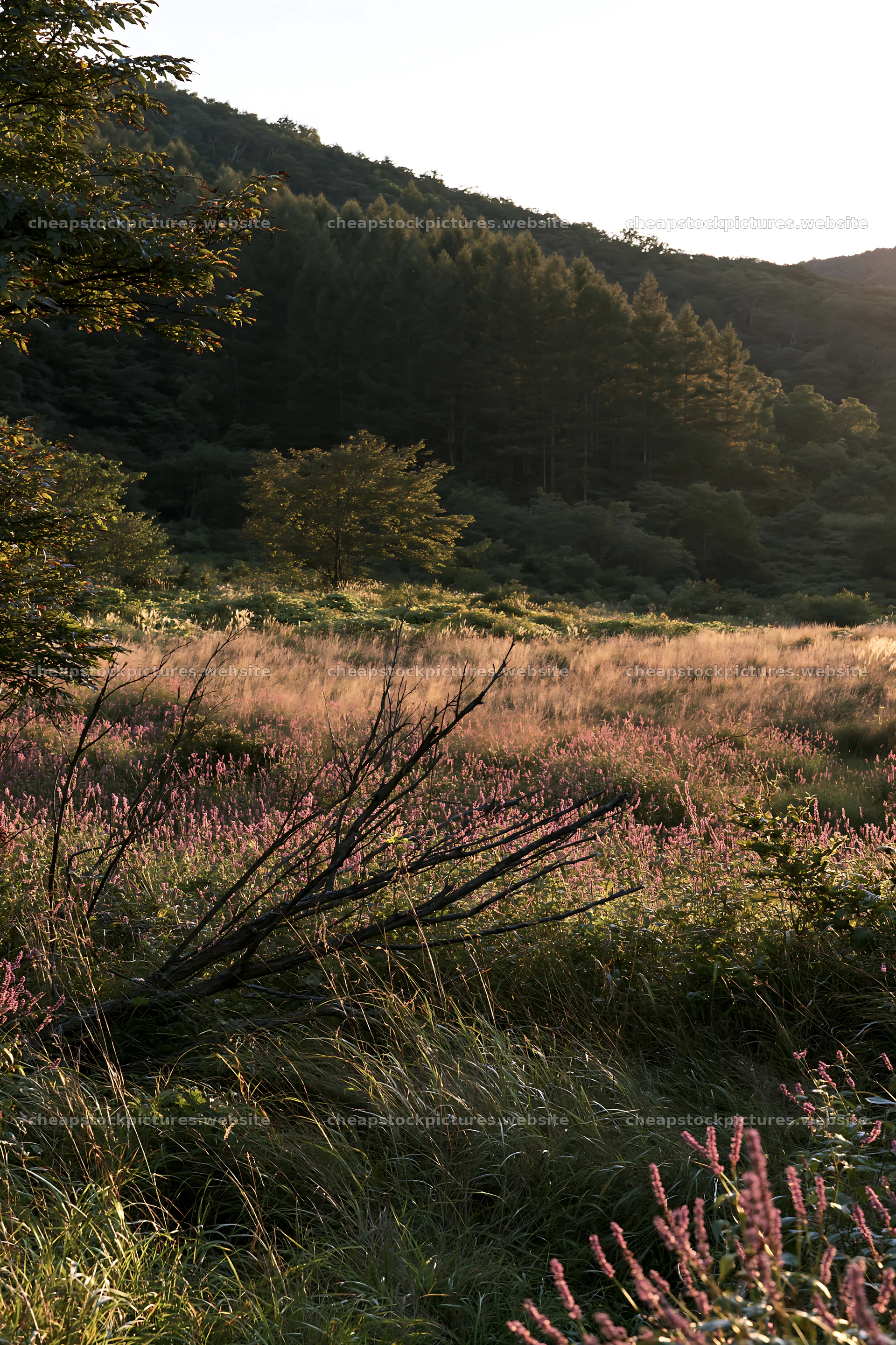 Yamagata rewilded meadow with fallen branch in foreground – stock pictures 6480x9722