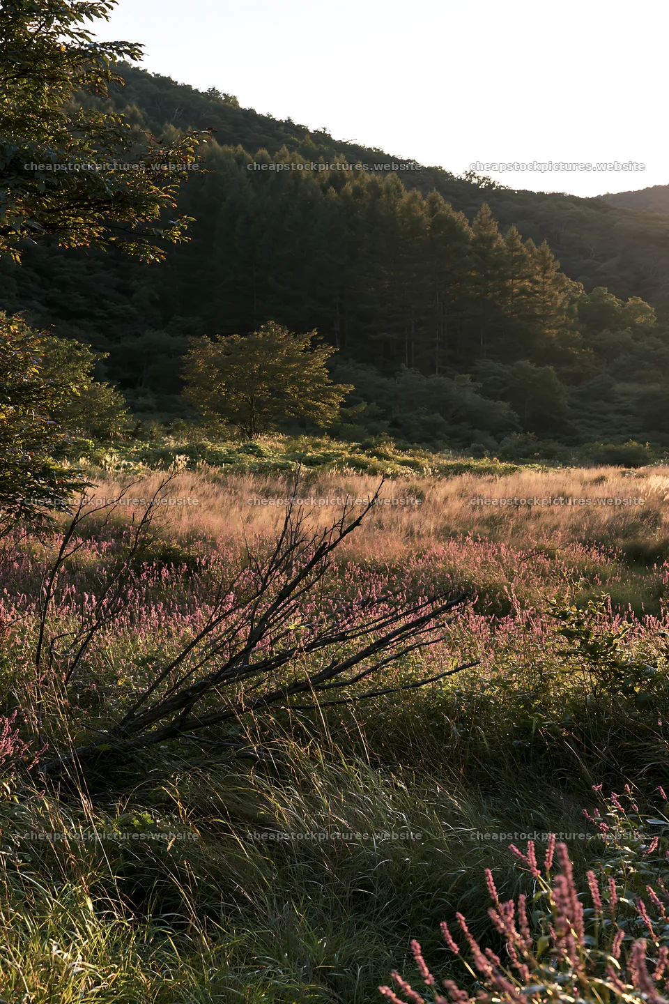 Yamagata rewilded meadow with fallen branch in foreground – stock pictures 6480x9722