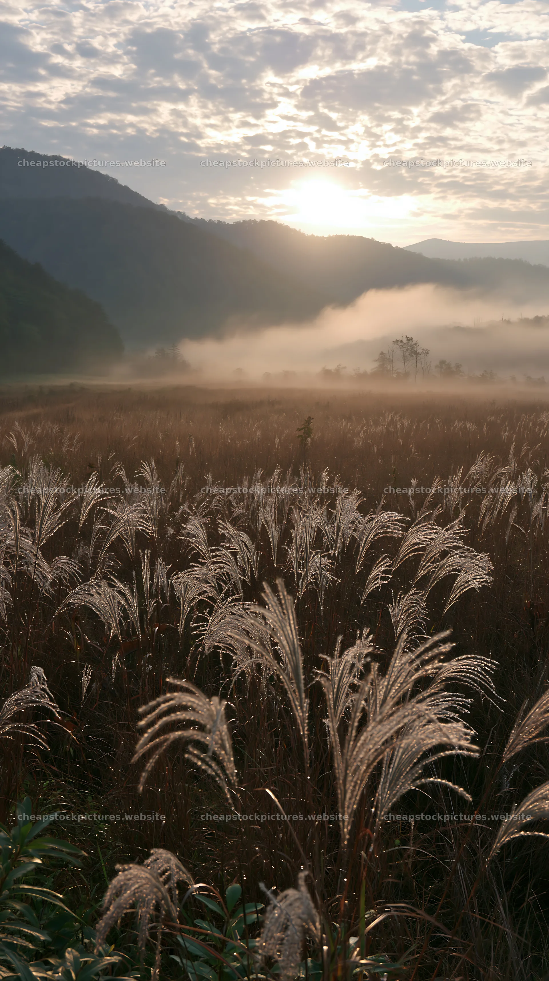 Climate-resilient Hokkaido silver grass meadow seedheads at sunset – stock pictures 5938x10608