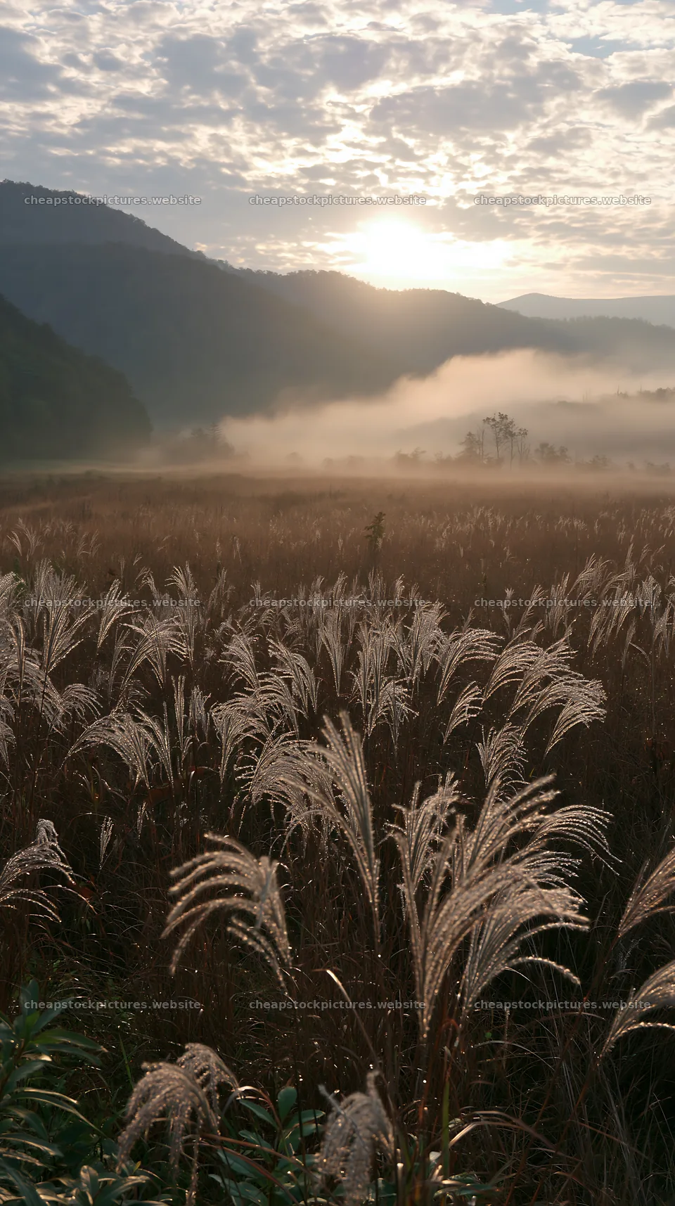 Climate-resilient Hokkaido silver grass meadow seedheads at sunset – stock pictures 5938x10608