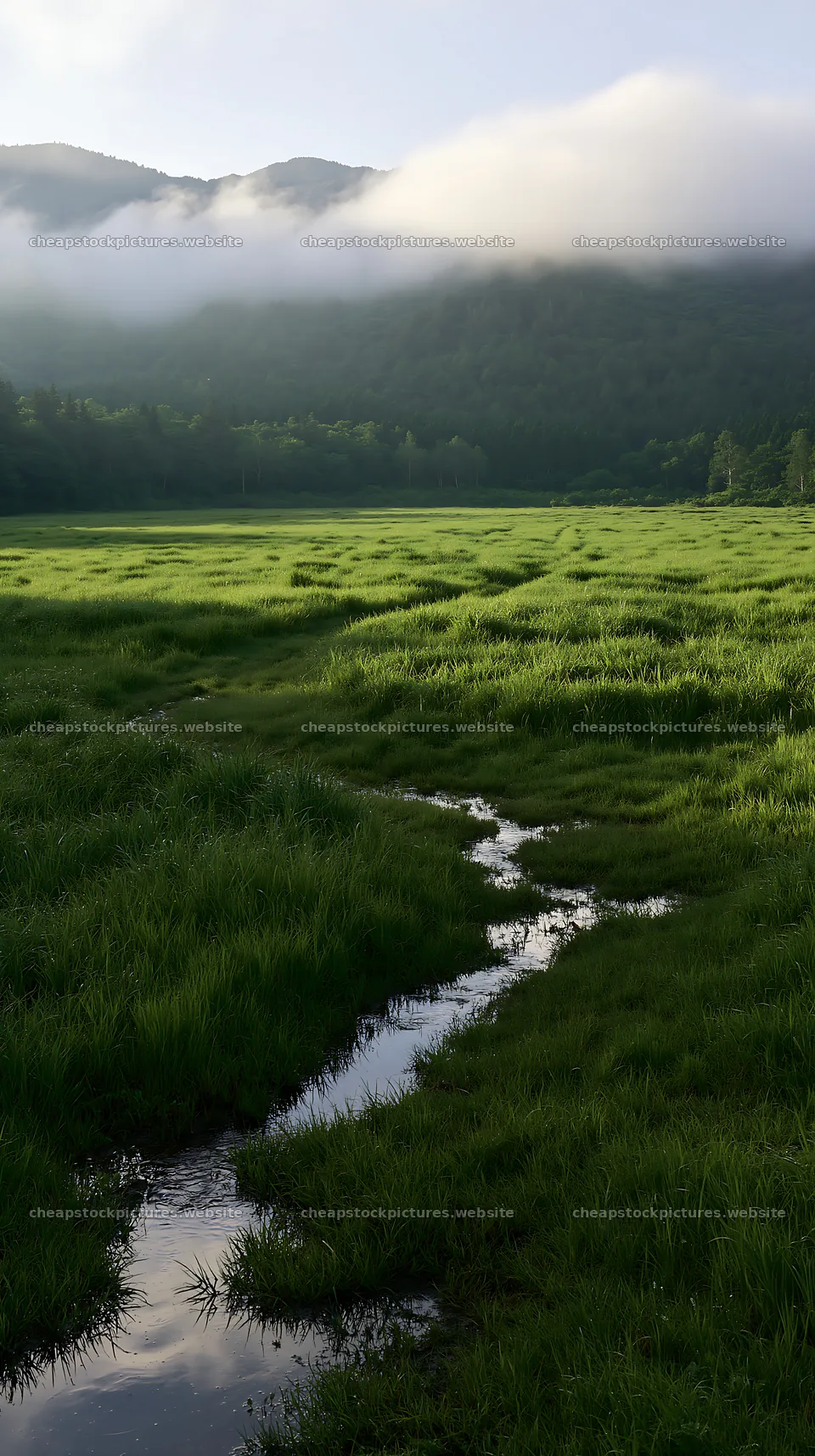 Shizuoka seasonal meadow after heavy rain – stock pictures 5938x10608