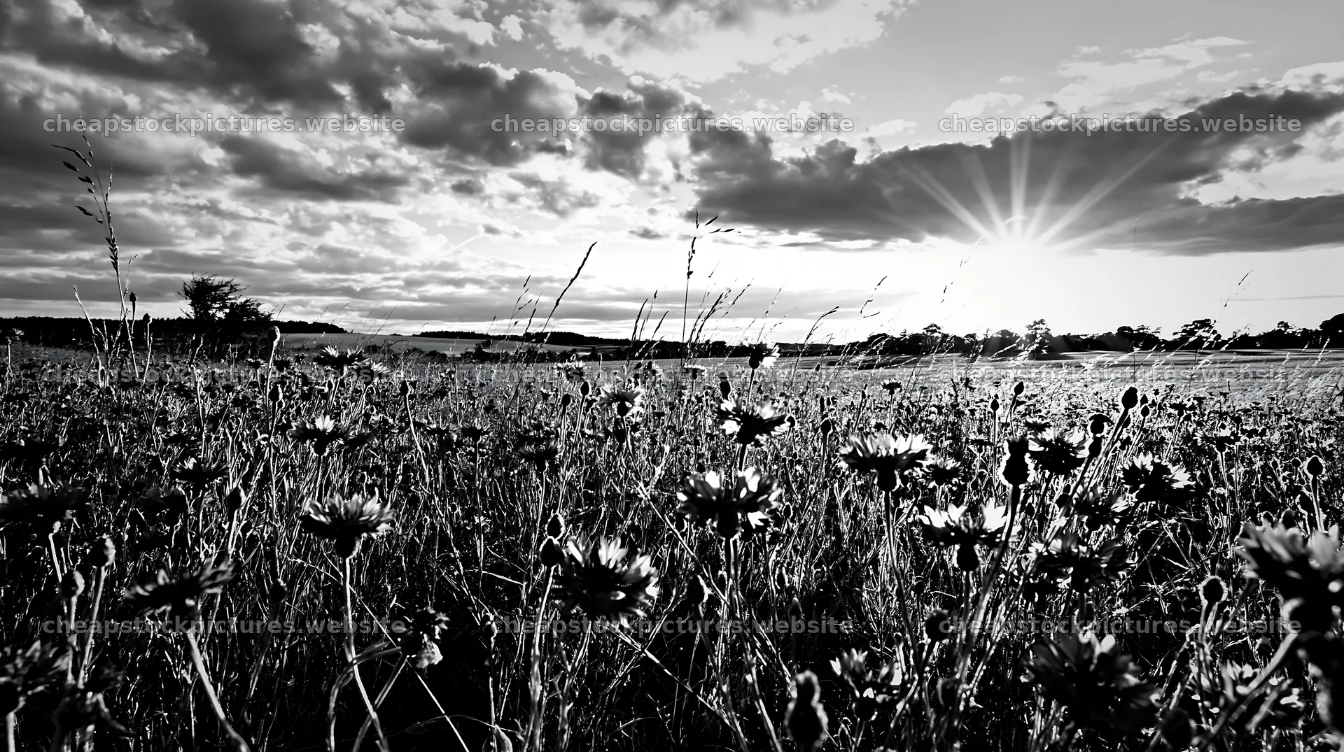 Cornflower meadow website header image with bright sunlight – stock pictures 10608x5938