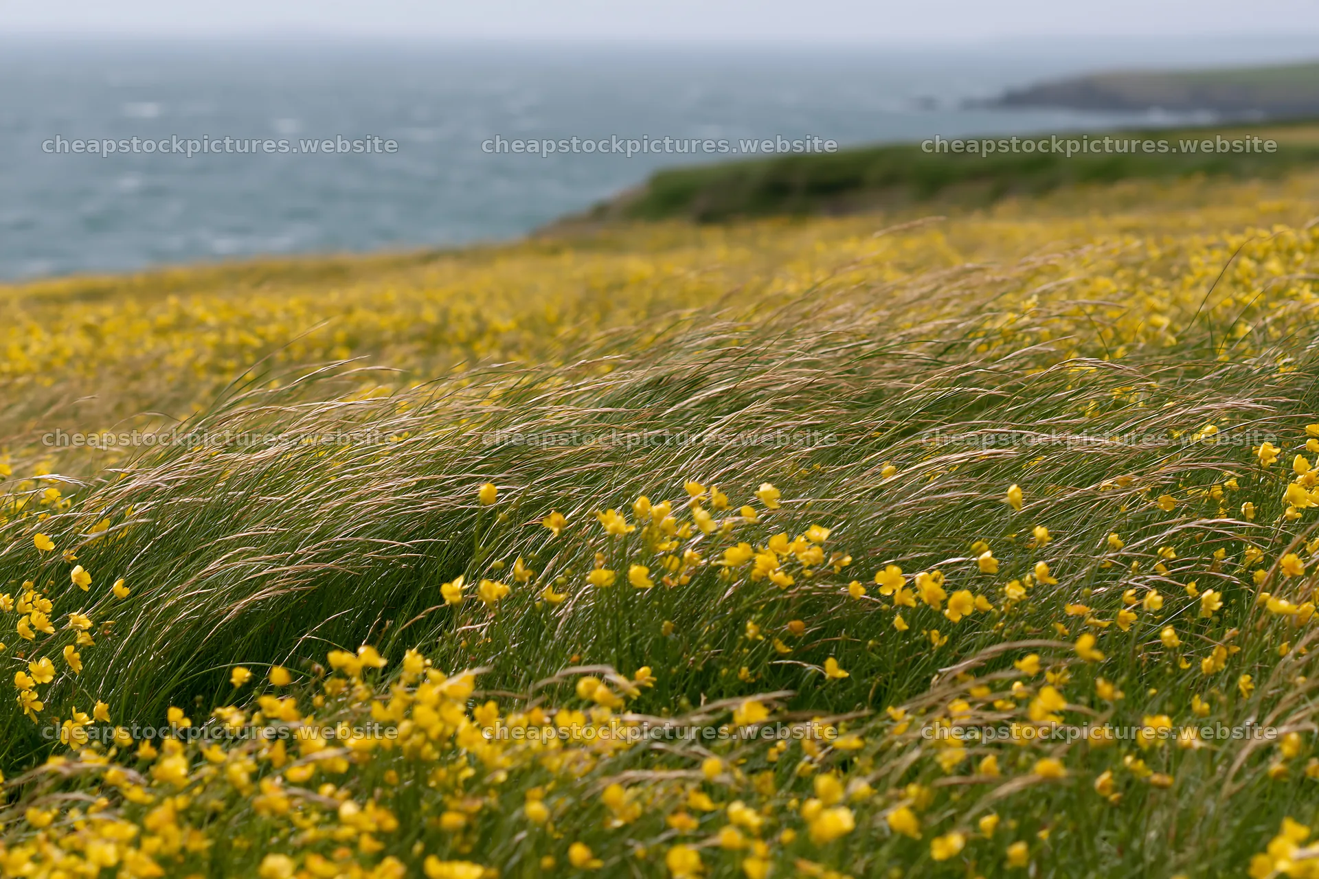 Buttercup meadow by the sea with gentle waves in the background – stock pictures 9722x6480
