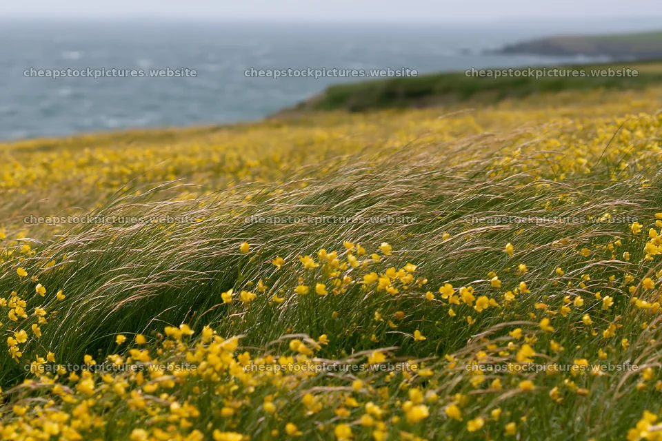 Buttercup meadow by the sea with gentle waves in the background – stock pictures 9722x6480