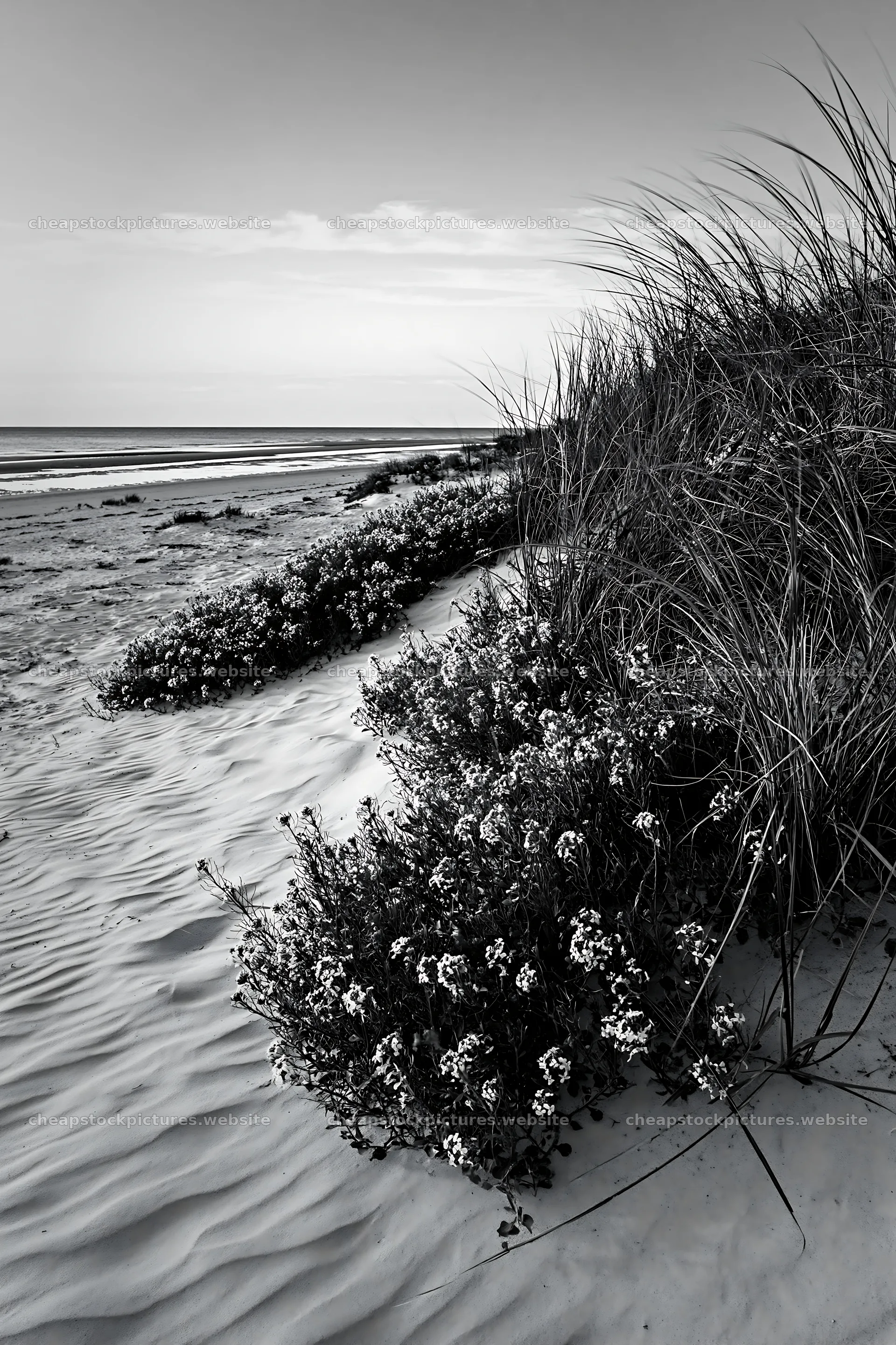 Beachside flower meadow with flowers and grass at sunset – stock pictures 6480x9722