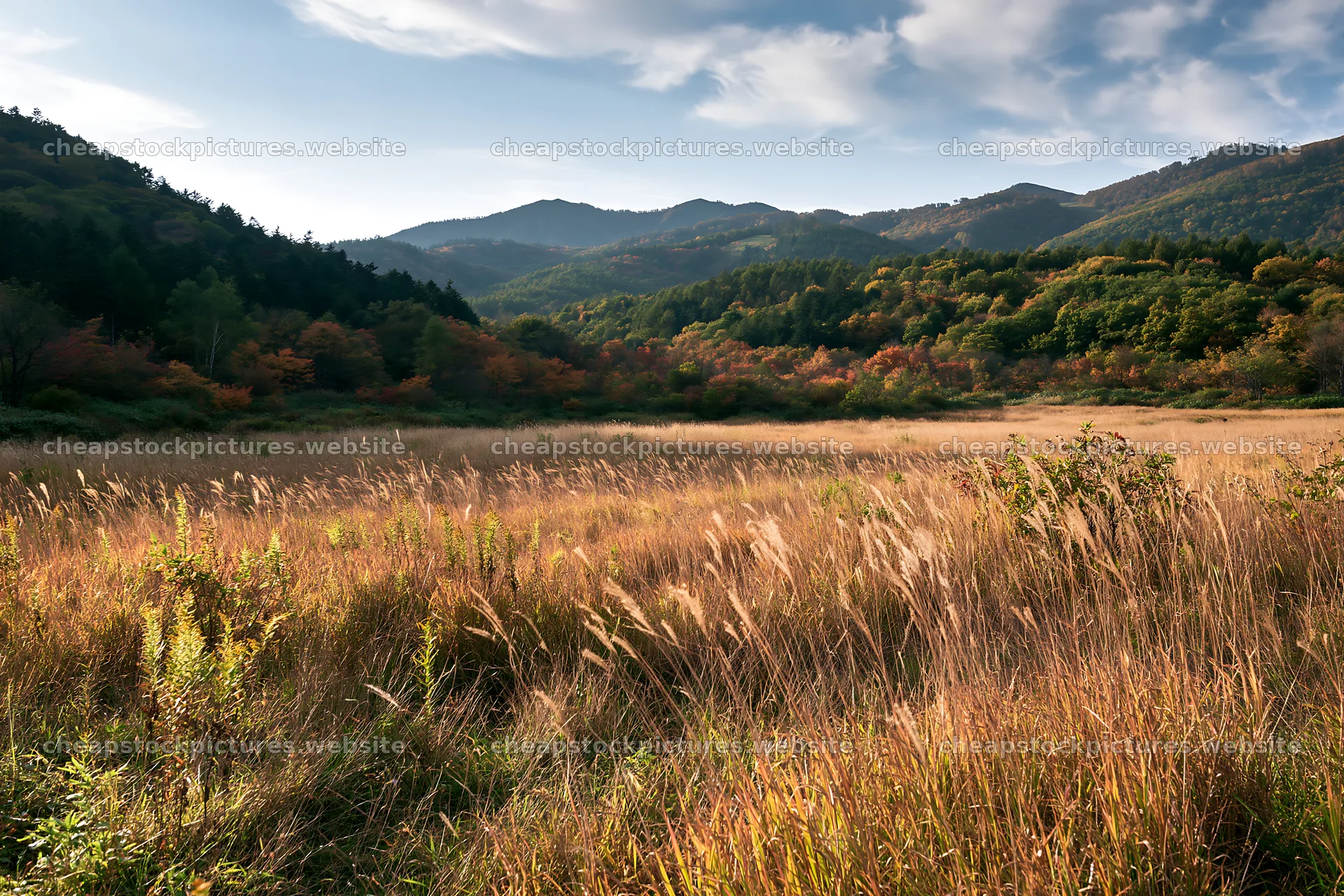 Aichi restored meadow autumn seedheads foreground – stock pictures 9722x6480