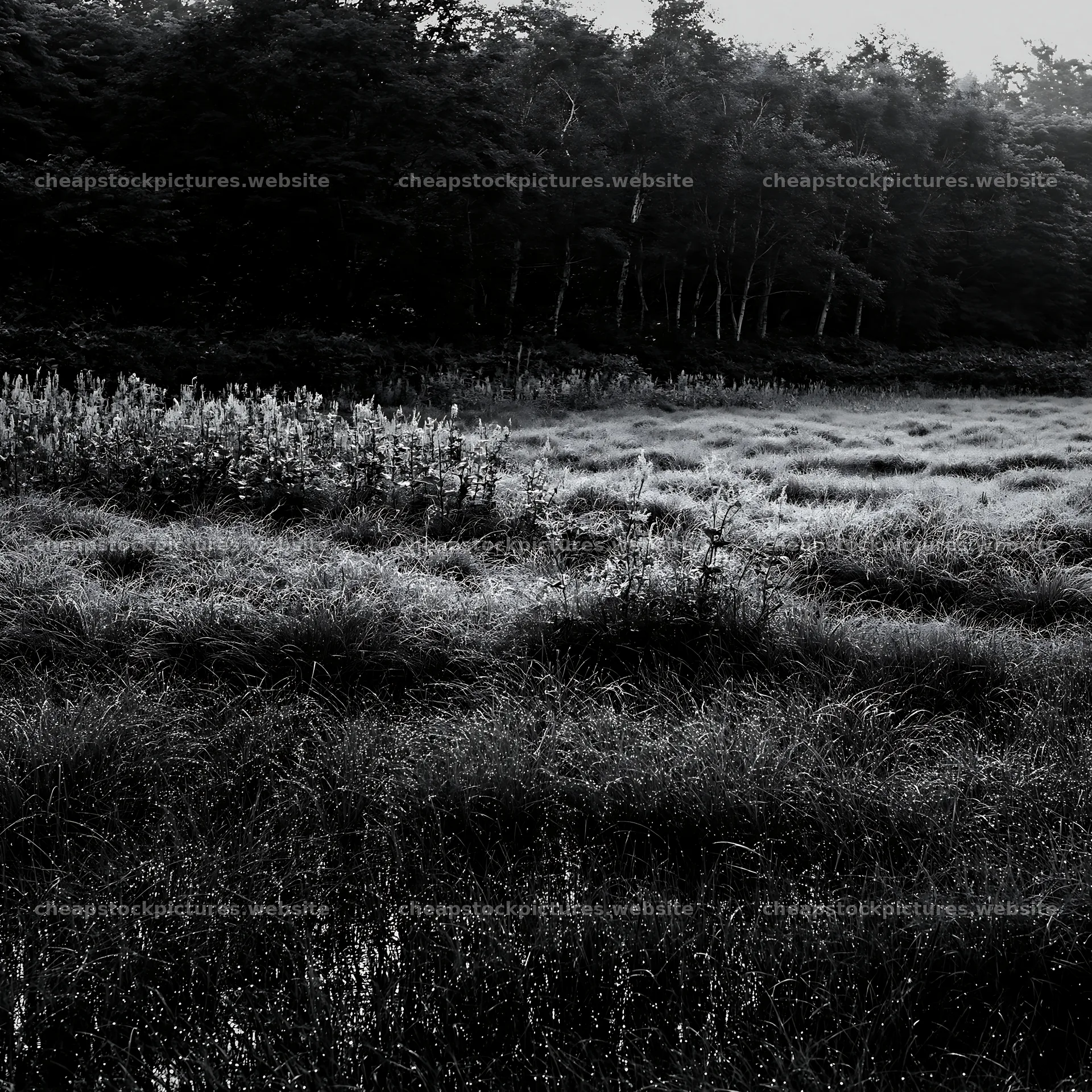 Expansive Hokkaido restoration meadow with dewdrops – stock pictures 7938x7938